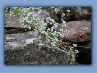 Bedstraw,Heath.jpg