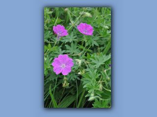 Cranesbill,Bloody.jpg