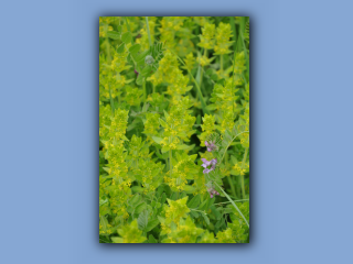 Crosswort_3.jpg