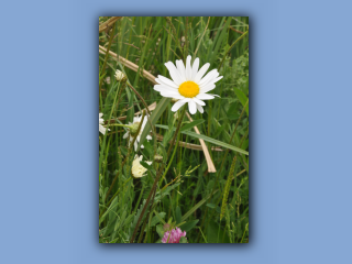 Daisy,OxEye.jpg