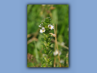 Eyebright.jpg