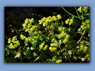 GoldenSaxifrage,Opposite-leaved_2.jpg