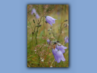 Harebell.jpg