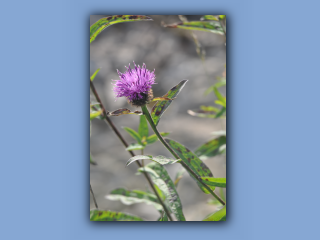 Knapweed,Black.jpg