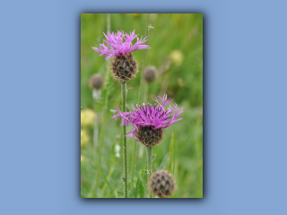 Knapweed,Greater_2.jpg