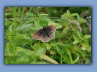 MeadowBrown2.jpg