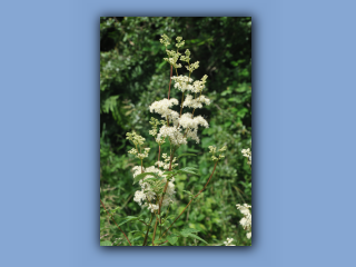 Meadowsweet2.jpg