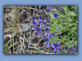 Milkwort_4.jpg