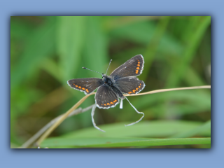 NorthernBrownArgus.jpg