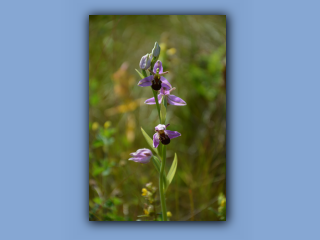 Orchid,Bee_4.jpg
