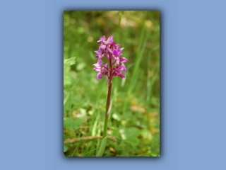 Orchid,EarlyPurple.jpg
