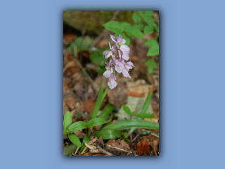 Orchid,Fragrant.jpg