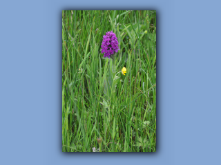 Orchid,NorthernMarsh.jpg