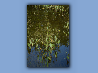 Plantain,Water.jpg