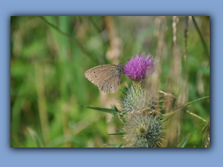 Ringlet.jpg