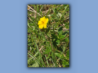 RockRose,Common_4.jpg