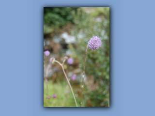 Scabious,Devils-bit.jpg