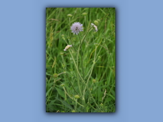 Scabious,Field_2.jpg