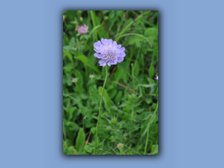Scabious,Small.jpg