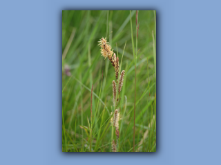 Sedge,Glaucous_2.jpg