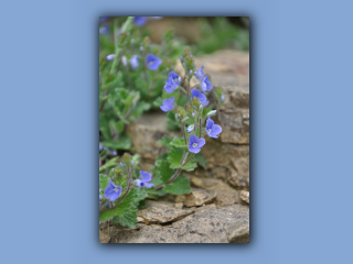 Speedwell,Germander_3.jpg