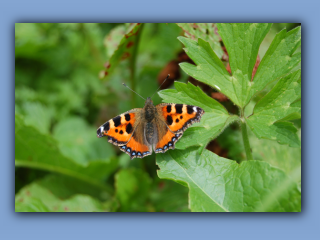 Tortoiseshell,Small.jpg