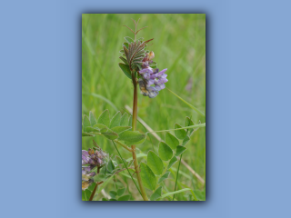 Vetch,Bush_3.jpg