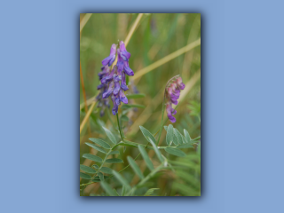 Vetch,Tufted.jpg