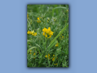 Vetchling,Meadow_3.jpg