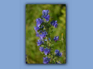 Vipers-bugloss.jpg