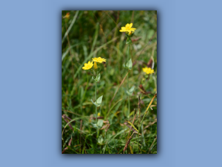 Yellow-wort_2.jpg