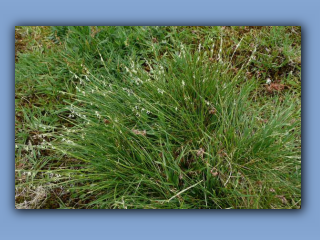 mat-grass.jpg