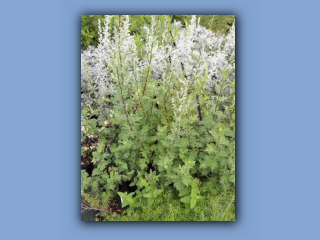 mugwort.jpg